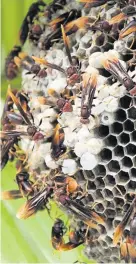  ??  ?? Photo issued by University of Bristol of Polistes paper wasps