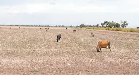  ?? ?? l Los animales de los ganaderos sufren con la sequía.