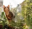  ?? Foto: Franziska Gabbert, tmn ?? Netze bewahren Katzen vor dem Sprung vom Balkon. Vermieter dürfen diese nicht einfach verbieten.
