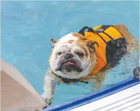  ?? GETTY IMAGES ?? While most dogs know how to swim, it’s a good idea to put a life jacket on your dog.