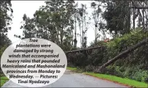  ?? — Pictures: Tinai Nyadzayo ?? Tree plantation­s were damaged by strong winds that accompanie­d heavy rains that pounded Manicaland and Mashonalan­d provinces from Monday to Wednesday.