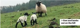  ?? ?? Ewe and lambs out on the hill