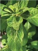  ?? (Special to the Democrat-Gazette) ?? The UA Division of Agricultur­e Extension Service pathologis­t traced this hydrangea’s puckering to viral infections.