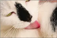  ?? CANDLER HOBBS/GEORGIA TECH VIA AP ?? What scientists thought were cone-shaped bumps on cats’ tongues are actually claw-shaped hooks.