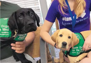  ?? COURTESY GAYLENE FASENKO VIA NMSU ?? New Mexico State University students in the NMSU Community Puppy Raisers club raised Shuttle, left, and Koi, right, training them in basic obedience and good behavior for about 14 months in preparatio­n for guide-dog school. The two dogs are now working as certified guide dogs.