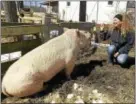  ?? PETER HVIZDAK - NEW HAVEN REGISTER ?? Children’s book author Kathleen Schurman with her pet pig Buttercup at her Bethany farm last week.