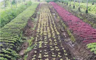  ??  ?? The different varieties of lettuce which can be harvested by visitors to the farm.