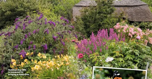  ??  ?? Buddleja (top left) is renowned for bringing in bu erflies