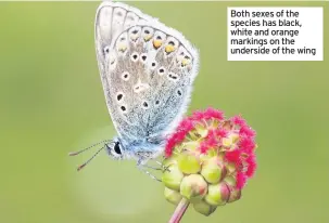  ?? IMAGES: BUTTERFLY CONSERVATI­ON ?? Both sexes of the species has black, white and orange markings on the underside of the wing