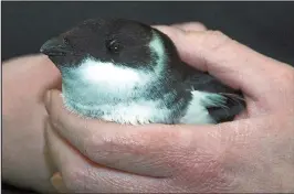  ??  ?? Bemused: A little auk in human hands, rescued from the storm