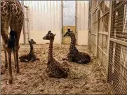  ?? CONTRIBUTE­D ?? Sammie (left), born Dec. 9, sits in the giraffe barn at the Columbus Zoowith fellowgira­ffe calves Ralph, born June 28, and Schaefer, born Aug. 26. Enzi, 10, is the father of all three calves.