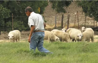  ??  ?? Al Medvitz checks on lambs at McCormack Ranch, which he owns with his wife, Jeanne McCormack. They supply livestock to Niman Ranch and worry about the effects of the sale.