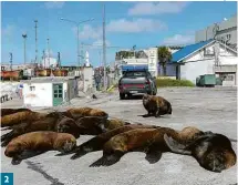  ?? Mara Sosti - 16.abr.2020/AFP ?? 2 2 leões-marinhos descansand­o em rua do porto argentino de Mar del Plata;