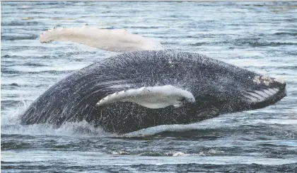  ?? ALLEN MCINNIS ?? No one is certain why the whale, shown here in the water at Montreal’s Old Port on Monday, decided to become the first humpback known to have visited the city. The whale is two to three years old and, at 10 metres long and 30 tonnes, it is slightly shorter and twice as heavy as a city bus.