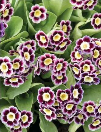  ??  ?? ABOVE While this is a common auricula colour, it is popular because of its flower power.