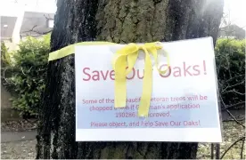  ??  ?? Protester tied yellow ribbons to oaks on Finchampst­ead Road