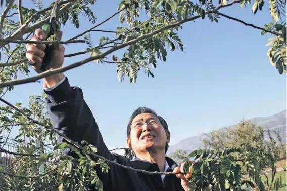  ??  ?? ► Alberto Fujimori en su jardín en Chicureo, durante su paso por Santiago.