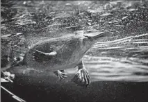  ??  ?? A male platypus swims in a zoo tank. Males have a venomous spur behind one of their hind feet. The venom is not lethal to humans.