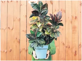  ??  ?? ● House plants, like this magnificen­t Croton, do better when in a gang