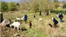  ??  ?? El público aprovecha un día de primavera para visitar a las cabras en Purdown Hill.