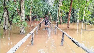  ?? ?? Trudging through: a woman navigating floodwater­s along a partially submerged boardwalk at a lodge in bilit, Kinabatang­an, as heavy flooding continues to disrupt tourism activities in the area.