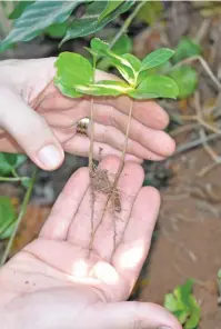  ??  ?? RIGHT: Root developmen­t on coffee seedlings. BELOW: Coffee cherries start out green, and then ripen into shades of red, yellow, orange, or even pink, depending on the variety. Allesbeste‘s Arabica F6 variety matures into a dark red colour.