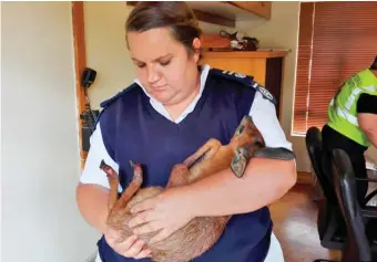  ??  ?? Senior SPCA Inspector Salome Bruyns brings in a duiker with badly burnt paws.