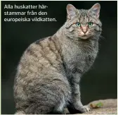  ??  ?? Alla huskatter härstammar från den europeiska vildkatten.