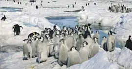  ?? Zhang Zongtang Associated Press ?? EMPEROR PENGUINS in Antarctica in 2005. Dozens of countries supported giving the penguins special protection status, but China blocked a formal decision.