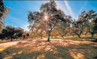  ??  ?? CARDEÑA. Con 15 rutas de senderismo, el término municipal ofrece una dehesa intacta que puede recorrerse con parada en sus aldeas: el Cerezo, Azuel y la Vental de Charco.