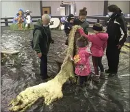  ?? BILL DEBUS - THE NEWS-HERALD ?? Donnie Malinas, left, an interprete­r at Lake Metroparks Farmpark, watches as visitors touch the fleece of a Finnsheep which had just been shorn on May 9during Shearing Weekend at Farmpark. The two-day event began May 8 at Lake Metroparks Farmpark, which is located in Kirtland.