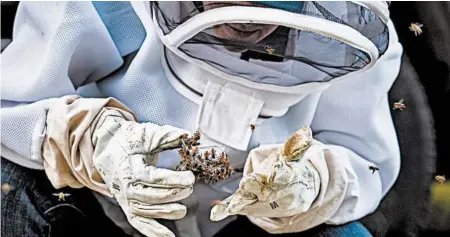  ?? ANDREW HARNIK/AP ?? Beekeeper Erin Gleeson pulls out a bee clip containing a queen bee to a new hive location in April in Washington.