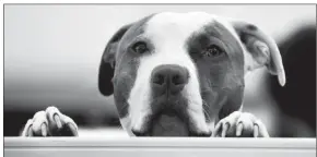  ??  ?? Charger, a pit bull who goes to work with his owner, peers over a cubicle wall at Replacemen­ts Ltd.