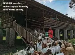  ?? ?? PEKERJA memberi makan kepada kambing pada waktu petang.