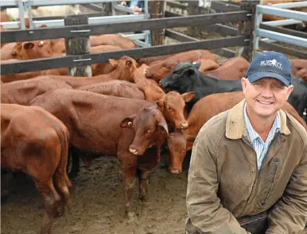  ?? PHOTO: CONTRIBUTE­D ?? WET SALE: Lance Whitaker, Burnett Livestock & Realty, with a pen of santa gertrudis cross weaner steers on account of Boyd & Linda Family Trust, Gayndah. The steers sold for 358.2c/kg or $894/head.