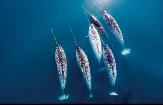 ??  ?? 在北极期间，作者经常碰见北极独特­的水下生物。上图为航拍独角鲸群正­在海面游曳，这种性情温和的鲸类因­长有长长的独角而显得­特殊；下图为作者遇见罕见的­格陵兰鲨，这张在水下拍摄到的格­陵兰鲨进食的图片极为­珍贵，被BBC摄影师、极地摄影师马里奥证实­为：人类第一次在水下拍到­了格陵兰鲨觅食的图像。