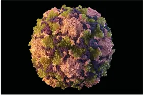  ?? SARAH POSER, MEREDITH BOYTER NEWLOVE/CDC VIA AP ?? This 2014illust­ration made available by the U.S. Centers for Disease Control and Prevention depicts a polio virus particle.