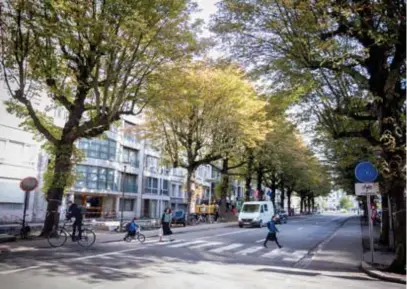  ?? FOTO KIONI PAPADOPOUL­OS ?? In de Charlottal­ei, vlak bij het Stadspark, staan 54 kastanjebo­men. Die mogen van de rechter nu gekapt worden voor de heraanleg van de straat.