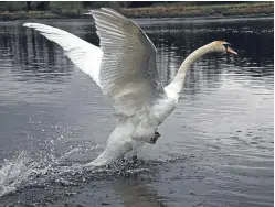  ??  ?? The swan has been convalesci­ng at the SSPCA’s Wildlife Rescue Centre.