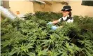  ?? Photograph: Lewis Whyld/PA ?? A police raid of a cannabis factory in a house in east London last month.