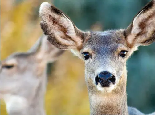  ?? Kevin Moloney/New York Times ?? Mule deer on private property near Bayfield, Colo.