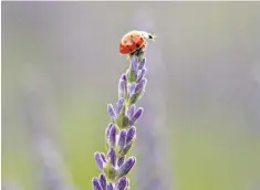  ??  ?? Ladybirds start looking for suitable places to hibernate before winter sets in