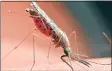  ?? Dreamstime / TNS ?? West Nile virus can be transmitte­d by mosquitoes.