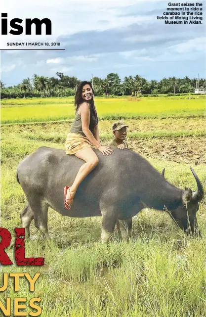  ??  ?? Grant seizes the moment to ride a carabao in the rice fields of Motag Living Museum in Aklan.