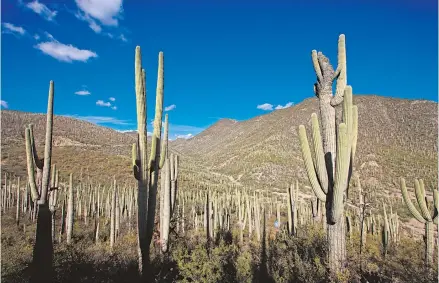  ?? ?? El área natural protegida es invadida por pobladores vecinos