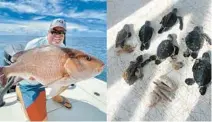  ?? CARTER ANDREWS ?? Angler Chase Cornell caught a 10-pound mangrove snapper that had seven baby sea turtles in its stomach.