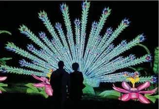  ?? Karen Warren/Staff photograph­er ?? A couple takes in a giant peacock in November at the new holiday light show “Radiant Nature” at the Houston Botanic Garden. The display continues through Feb. 25 for Lunar New Year.