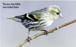  ??  ?? The tiny, thin-billed, short-tailed Siskin