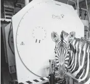  ?? EMSL - Pacific Northwest National Laboratory ?? The runaway Zebra was ‘spotted’ at PNNL’S Environmen­tal Molecular Sciences Laboratory.