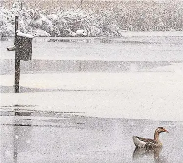  ?? PHOTO PROVIDED/JOHN PASTORE ?? This waterfowl started a wild goose chase.